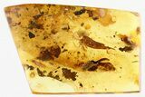 Detailed Fossil Beetle and Two Ants in Baltic Amber #335658-2